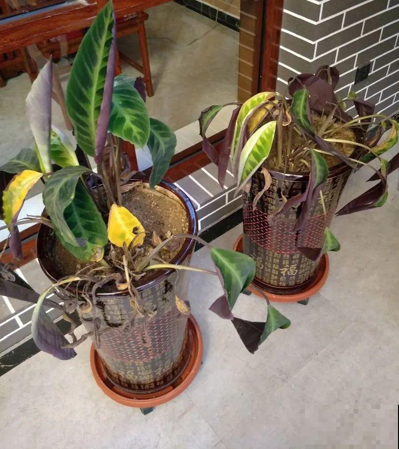 11月,千万别买这种花,养不活惹一肚子气! 11月,千万别买这种花,养不活惹一肚子气!