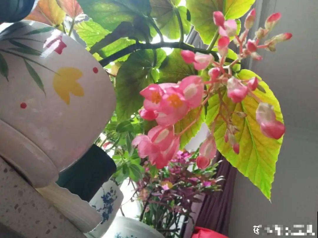 秋天特难养的花，养不活难受，还惹一肚子气！