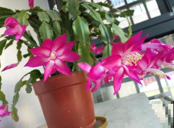 3种花不能总浇水，浇水越多越坏事，快停下来！