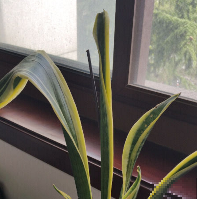 虎尾兰冬天很脆弱，肥水都少用，用多了就犯病！