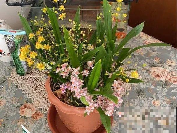 这花看一眼就爱上，年年死，但年年都想买！