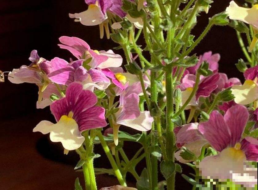 秋季种棵龙面花，似翩翩蝴蝶，鲜艳又好看！