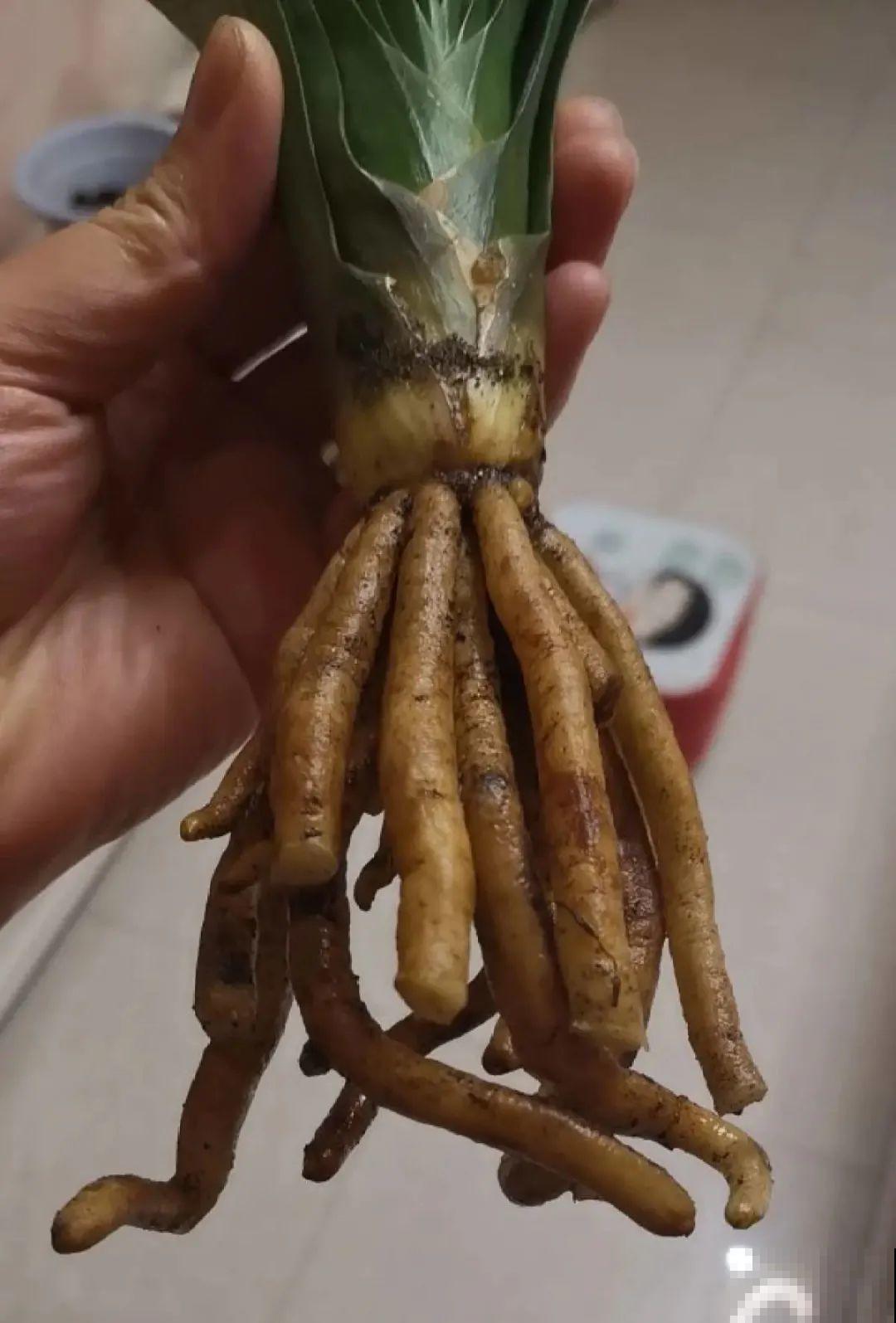 10种花少浇水，天冷容易涝根，旱一旱才长得旺