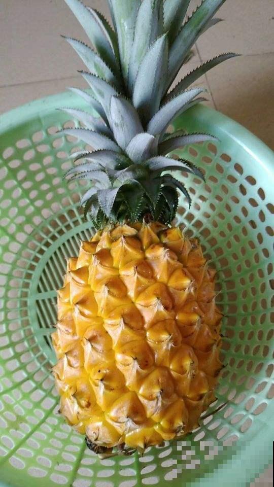 吃完的菠萝别扔，栽到土里还能活，养上几年能结果！