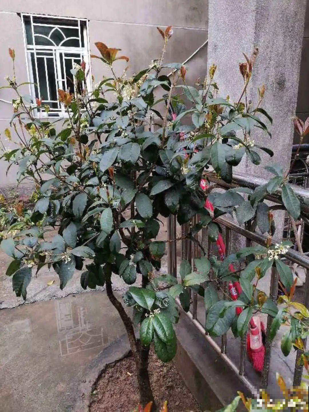 秋天开始降温了,9种花放外面冻一冻,开出饱满大花球 秋天开始降温了,9种花放外面冻一冻,开出饱满大花球