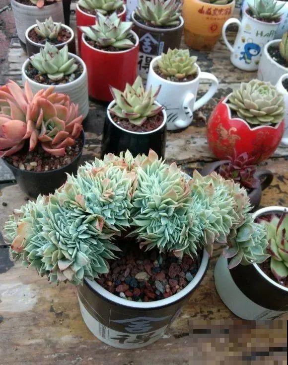 酒瓶子别丢掉,那可是种花神器,省了一笔买花钱 酒瓶子别丢掉,那可是种花神器,省了一笔买花钱