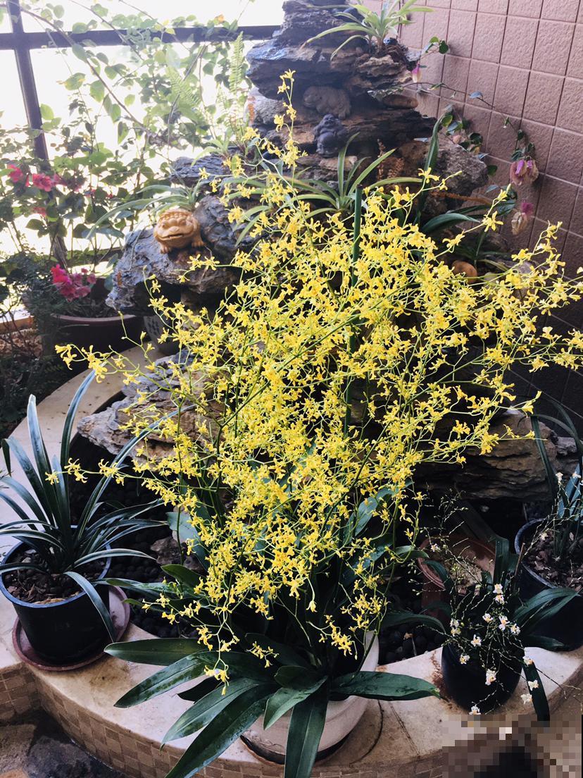 10月养花掐一掐,掐完就来花,盆都塞不下! 10月养花掐一掐,掐完就来花,盆都塞不下!