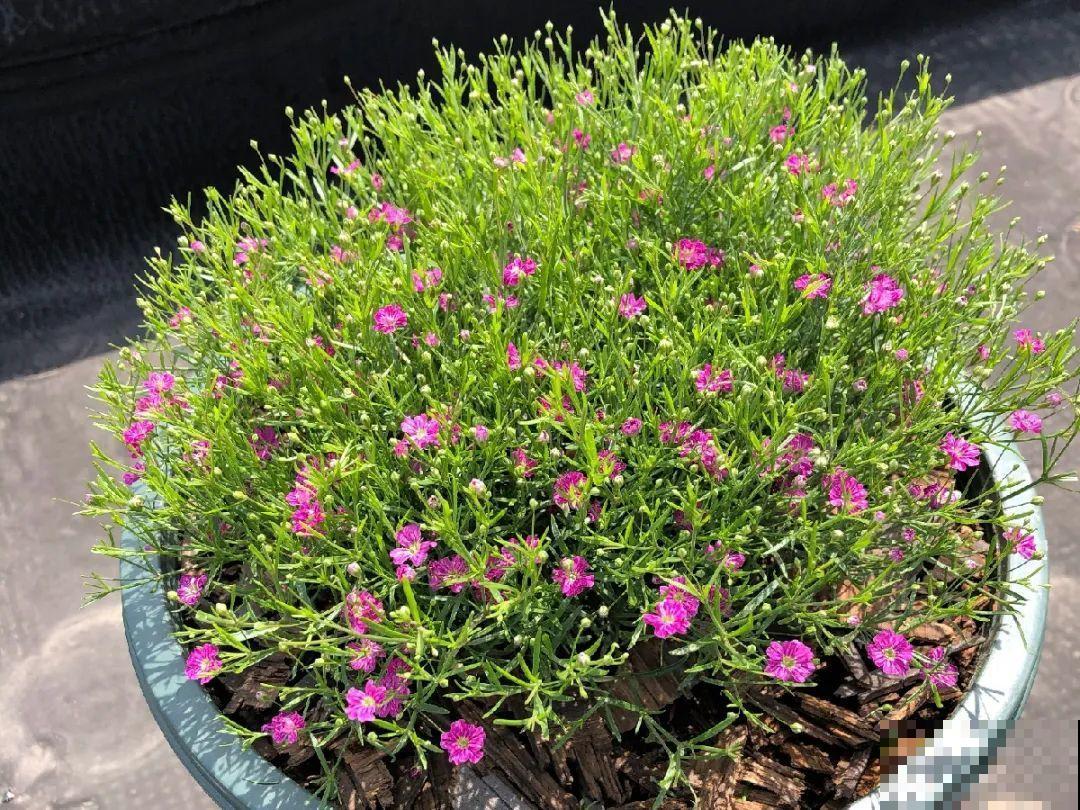 特欠剪的花,越剪越好看,花开不断! 特欠剪的花,越剪越好看,花开不断!