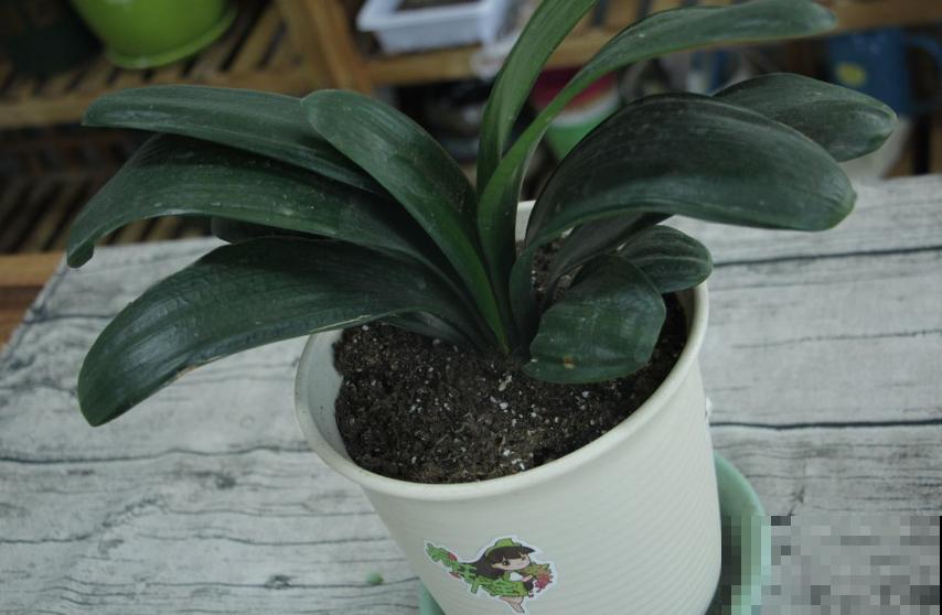 君子兰烂根不可怕，早判断，早防治，判断方法看这里！