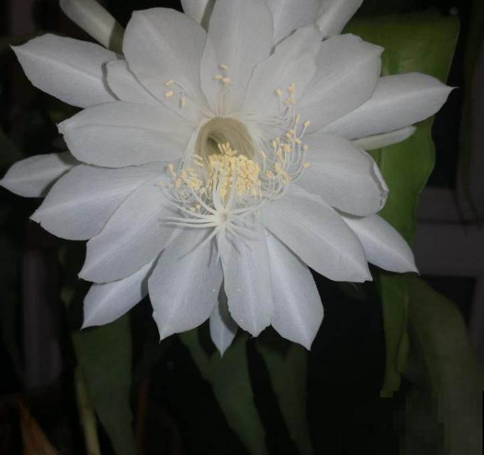 昙花花美,花期只有一瞬,快去搬小板凳坐好! 昙花花美,花期只有一瞬,快去搬小板凳坐好!