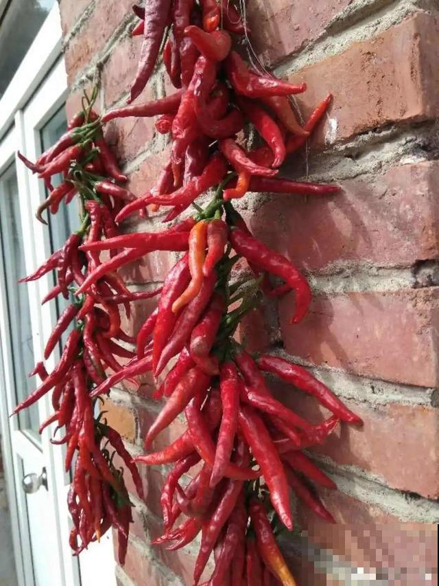 我想有个菜园子,秋天结满新鲜蔬菜,现在正收获! 我想有个菜园子,秋天结满新鲜蔬菜,现在正收获!