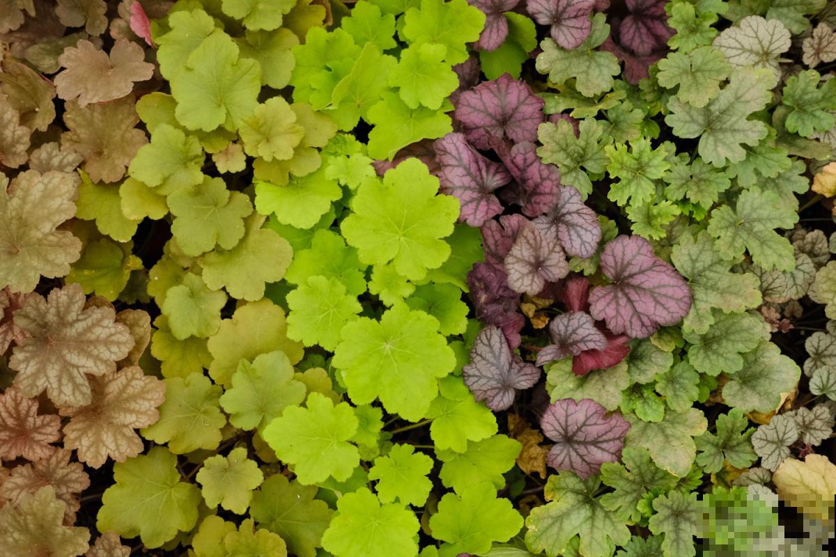 9种叶子花比花还美,叶子像油画,还特耐阴! 9种叶子花比花还美,叶子像油画,还特耐阴!