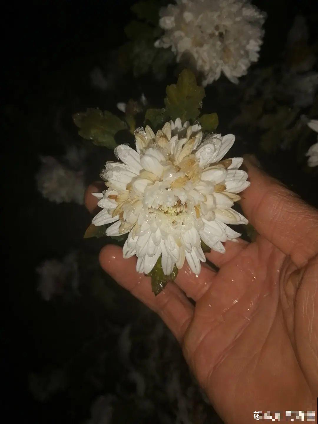 大雪天照样开花，耐寒性超好，冬天也能赏花