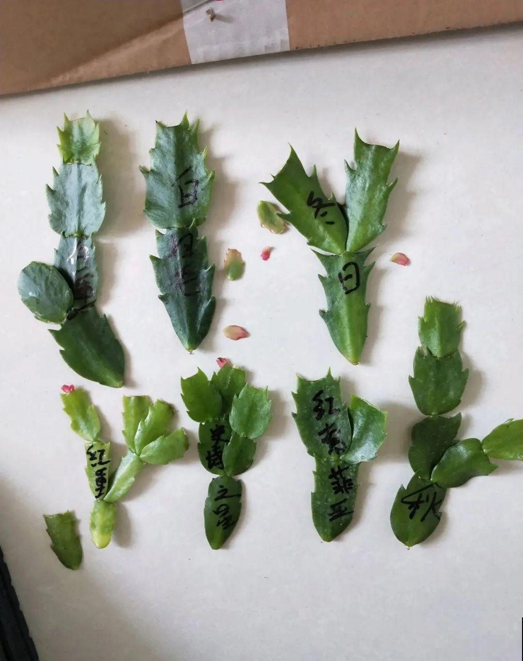 最后一波扦插，赶紧动手，天冷就不行了！