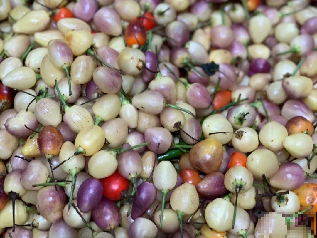 阳台上的小花盆,种上五彩椒,果子好看还能吃! 阳台上的小花盆,种上五彩椒,果子好看还能吃!