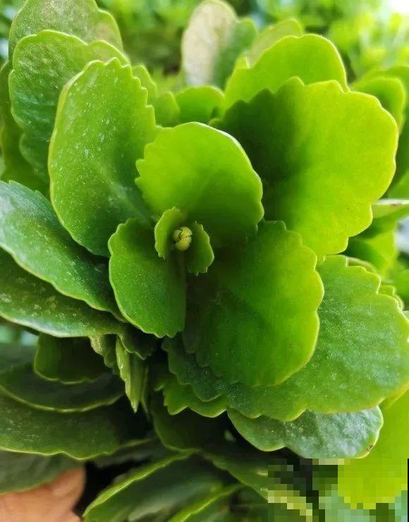 10月养花掐一掐,掐完就来花,盆都塞不下! 10月养花掐一掐,掐完就来花,盆都塞不下!