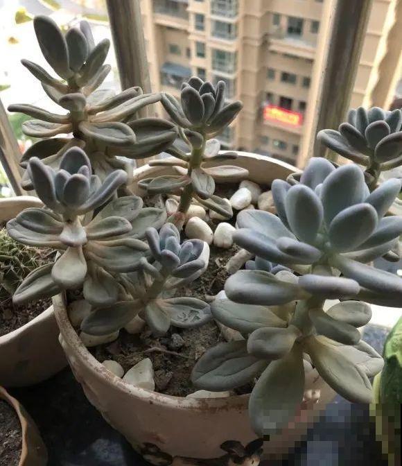 养花叶子突然发黄，赶紧救，还有希望！