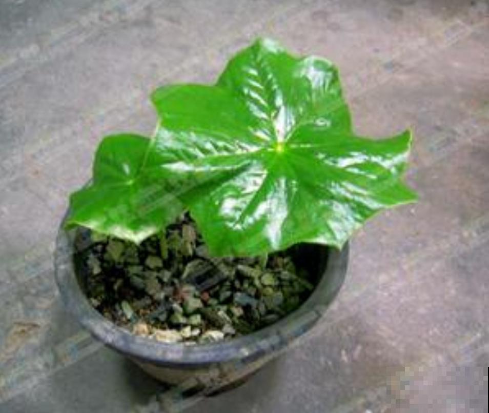 大自然的小奇迹，山上长出八角莲，太漂亮！