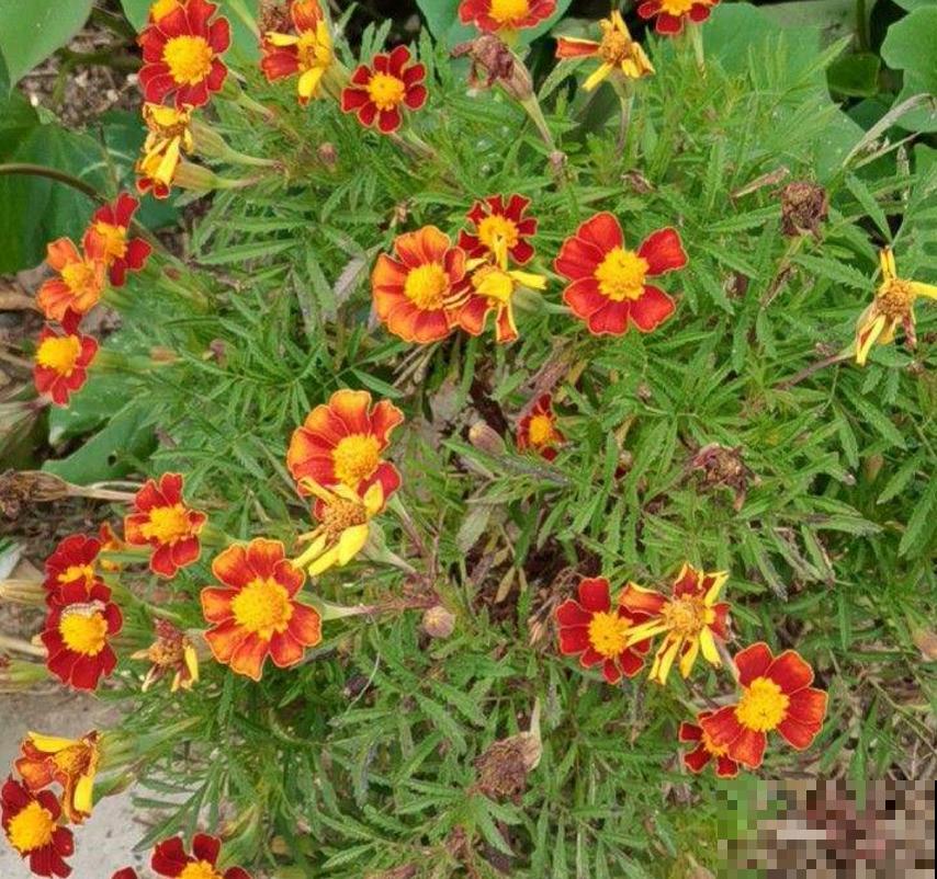 新手可养孔雀草,省心好养活,栽土里就长! 新手可养孔雀草,省心好养活,栽土里就长!