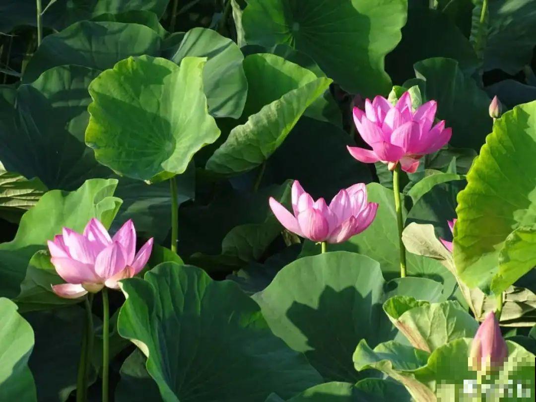 你在哪个城市，最适合养的花就是它！