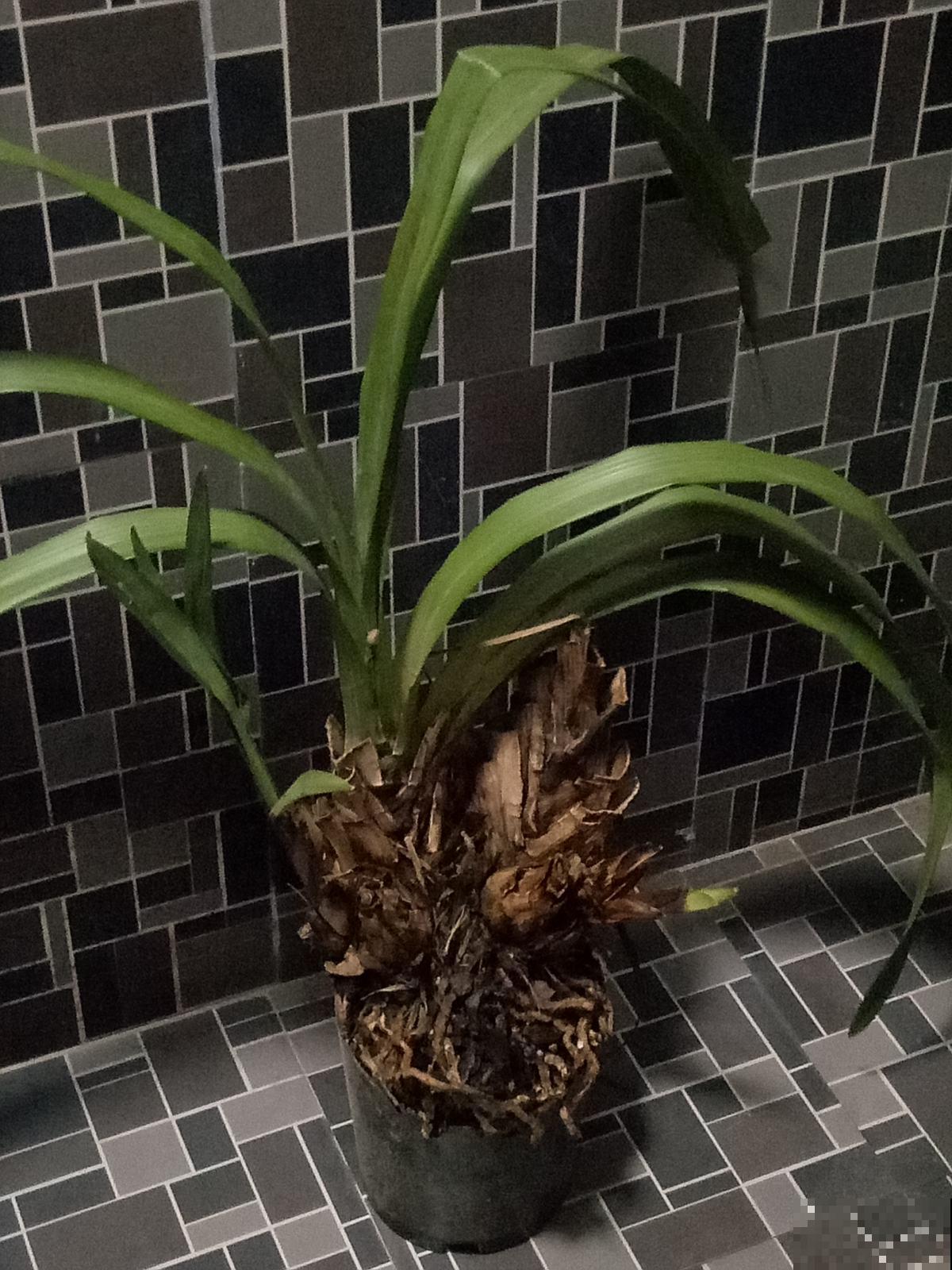 养花之后,多了一些“小癖好”,花友们中了哪几个? 养花之后,多了一些“小癖好”,花友们中了哪几个?