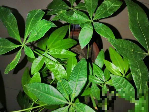 11月,千万别买这种花,养不活惹一肚子气! 11月,千万别买这种花,养不活惹一肚子气!