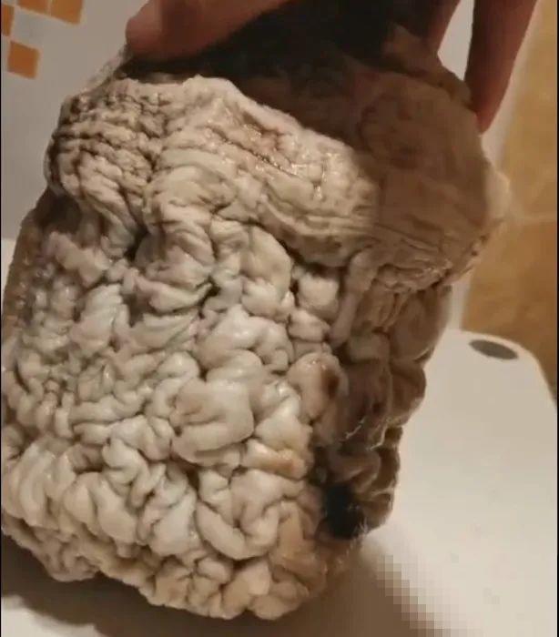 路边看到这种花，赶紧跑，离得越远越好！