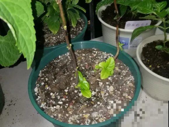 离家半个月，回来花全死了，别扔，还有救！