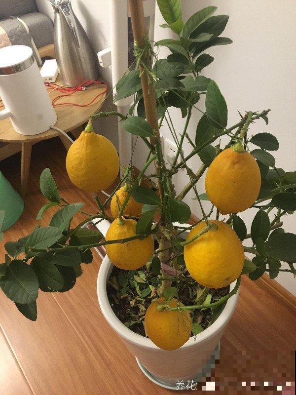 厨房油腻难清理，用橘子皮擦洗，很快光亮如新