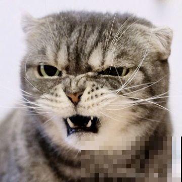 家里养了猫咪，这6种花不能在家养，不然惹来大麻烦！