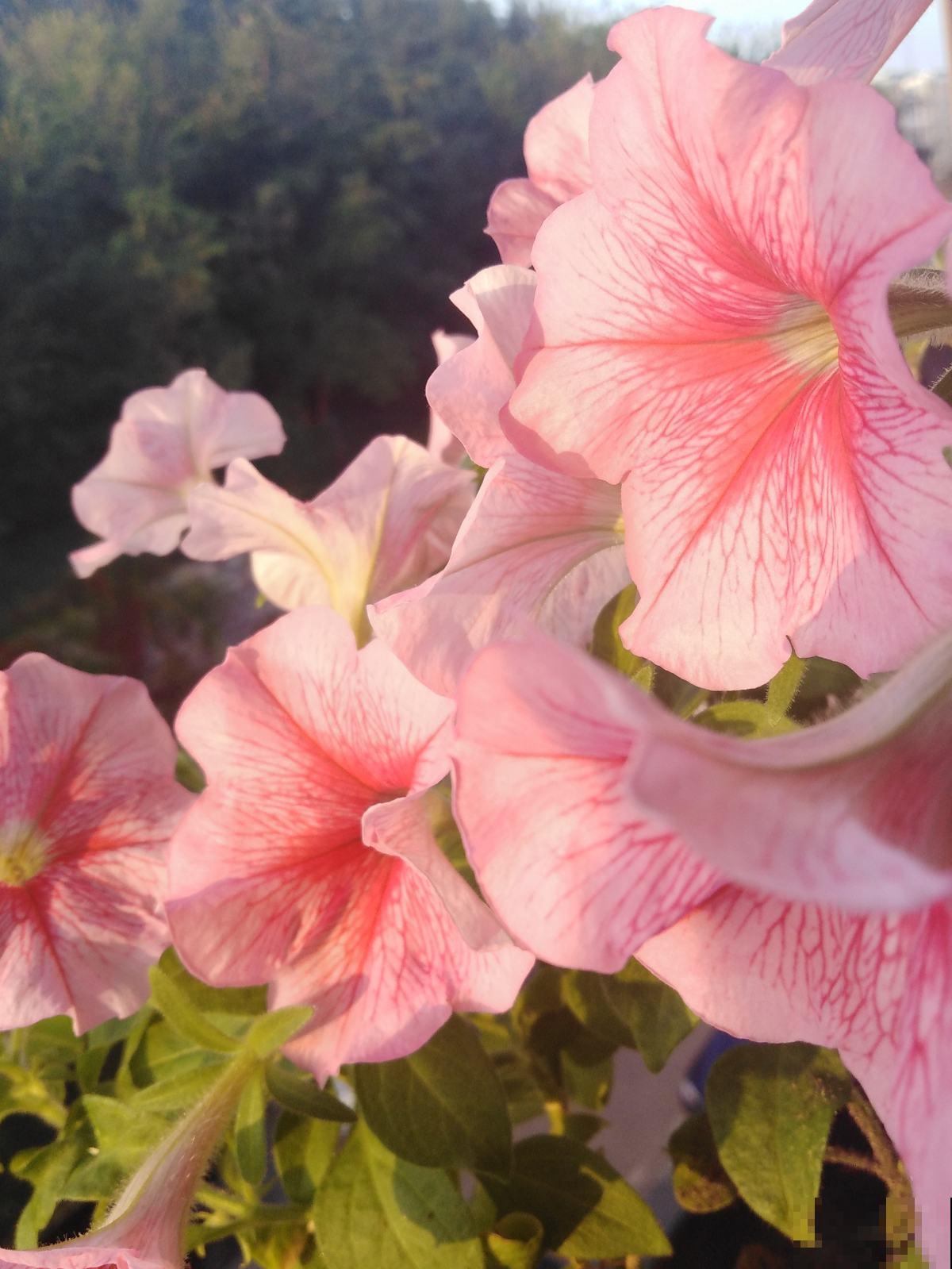 秋天养沙漠玫瑰，开花更多，俩月不浇水照常生长