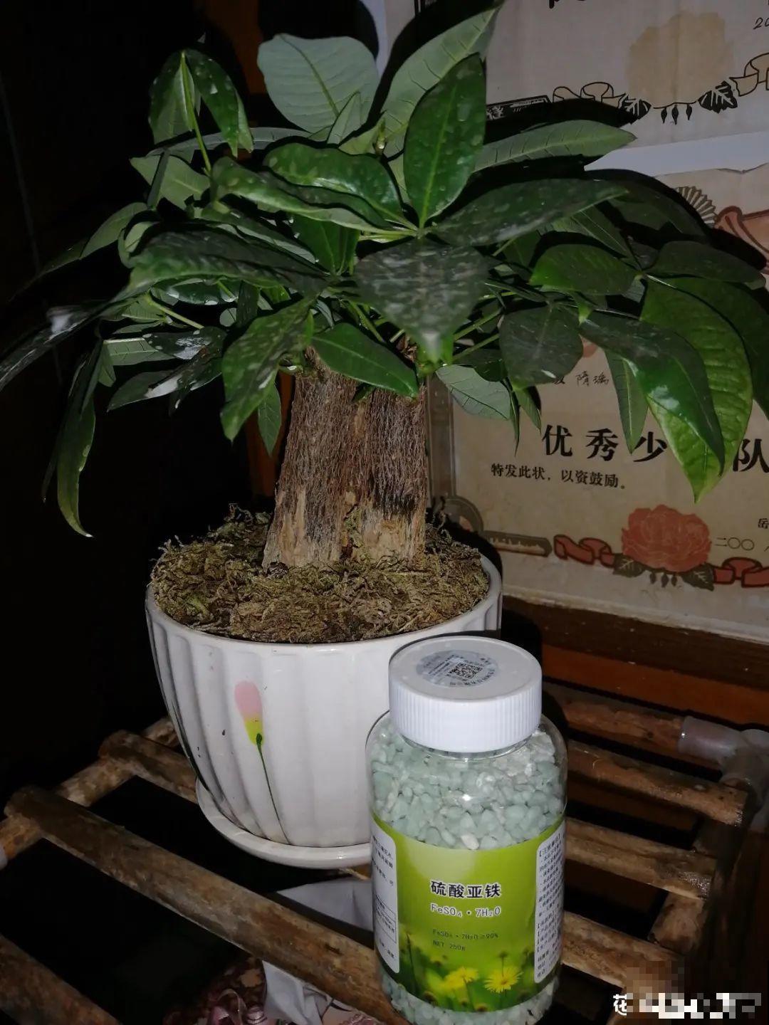 6种花爱吃醋,隔段时间喂口醋,叶子绿油油 6种花爱吃醋,隔段时间喂口醋,叶子绿油油