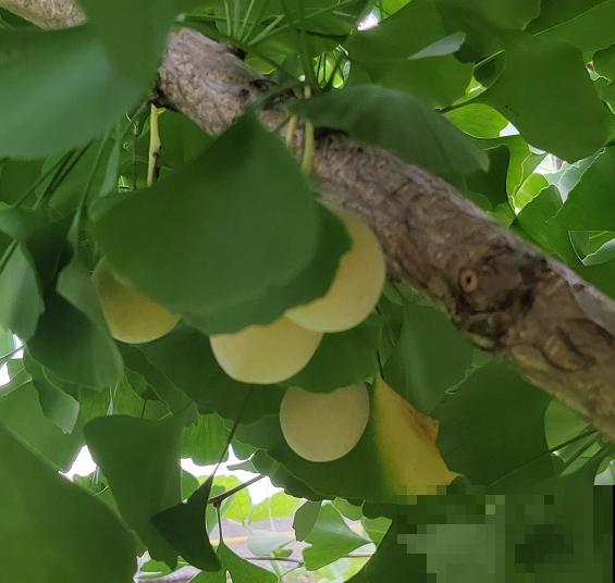 植物命名的5种方式,新奇有趣! 植物命名的5种方式,新奇有趣!