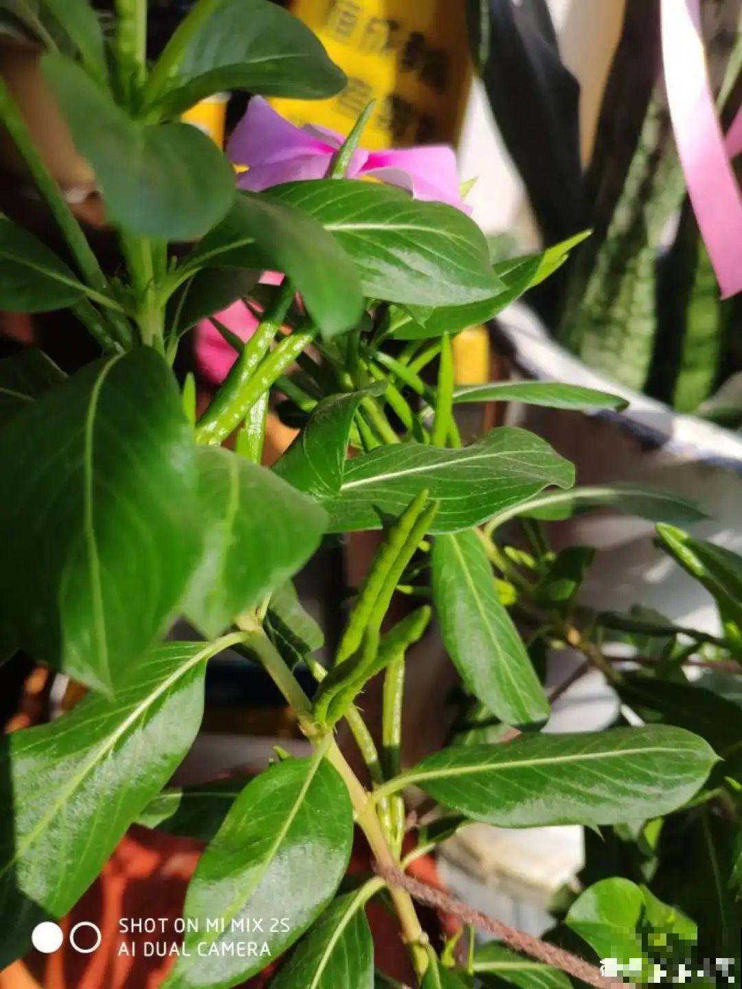 15种花，开完花就结种子，千万别丢掉