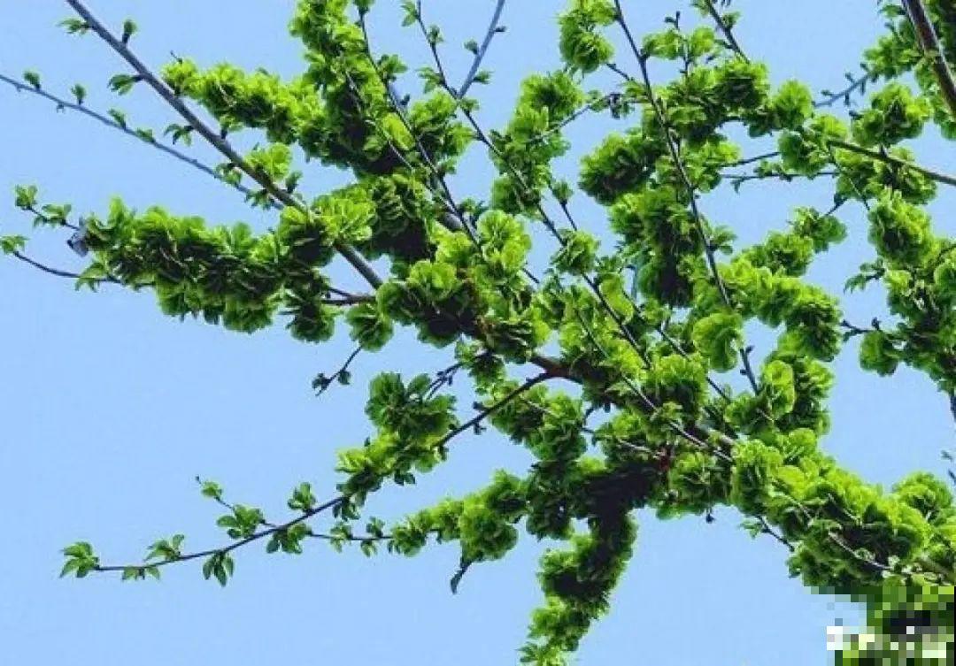 50种小时候常见的野草，现在几乎见不到了