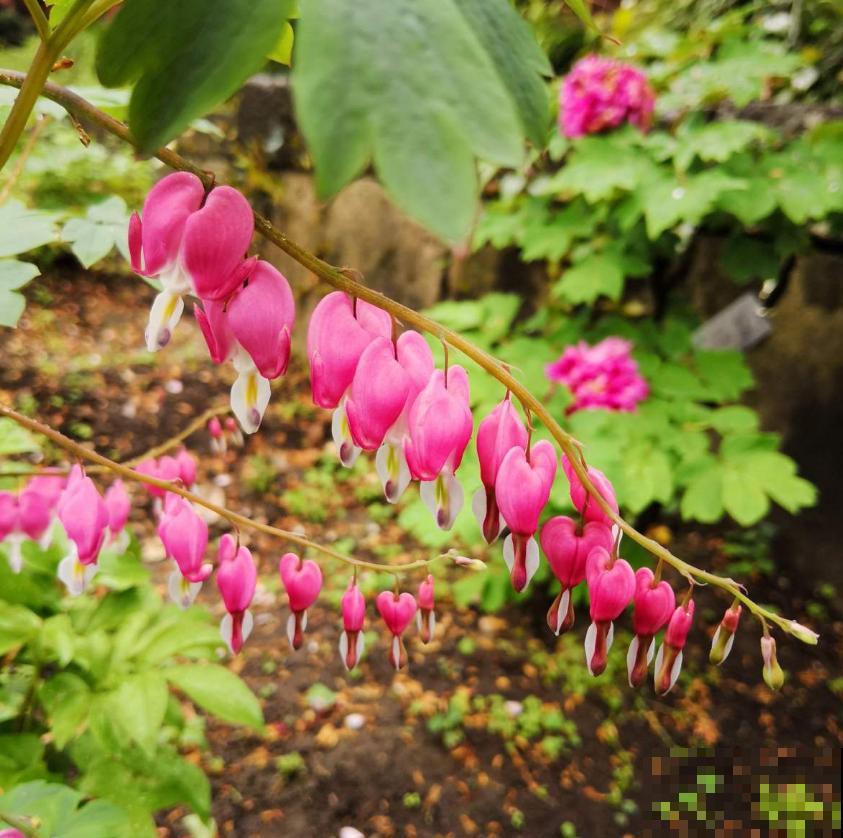 超别致的花卉,枝条上挂满荷包,故事凄美! 超别致的花卉,枝条上挂满荷包,故事凄美!