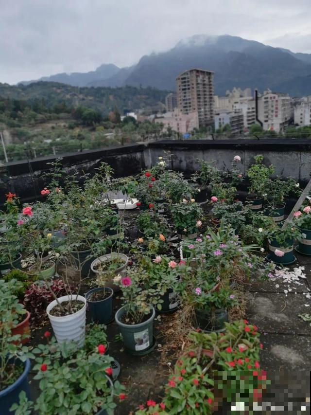 月季别剪了，剪完一杆全黑，今年都白养！