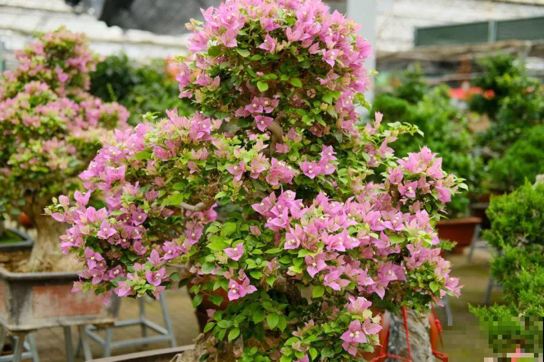 想省心就养这些花,没有病虫害,就爱开花! 想省心就养这些花,没有病虫害,就爱开花!