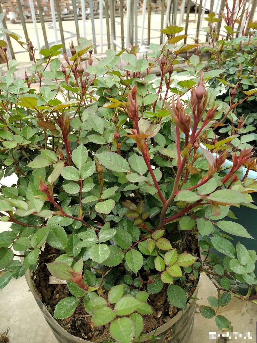 垃圾桶也能养花，扦插种菜样样行，省了不少买盆钱