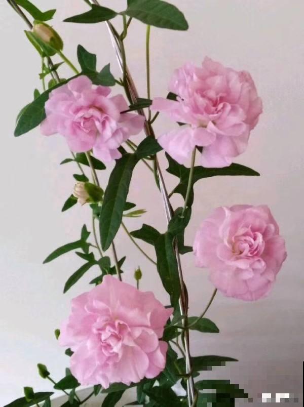 3种花开花颜值高，但是不能随意养护，泛滥成灾就麻烦了