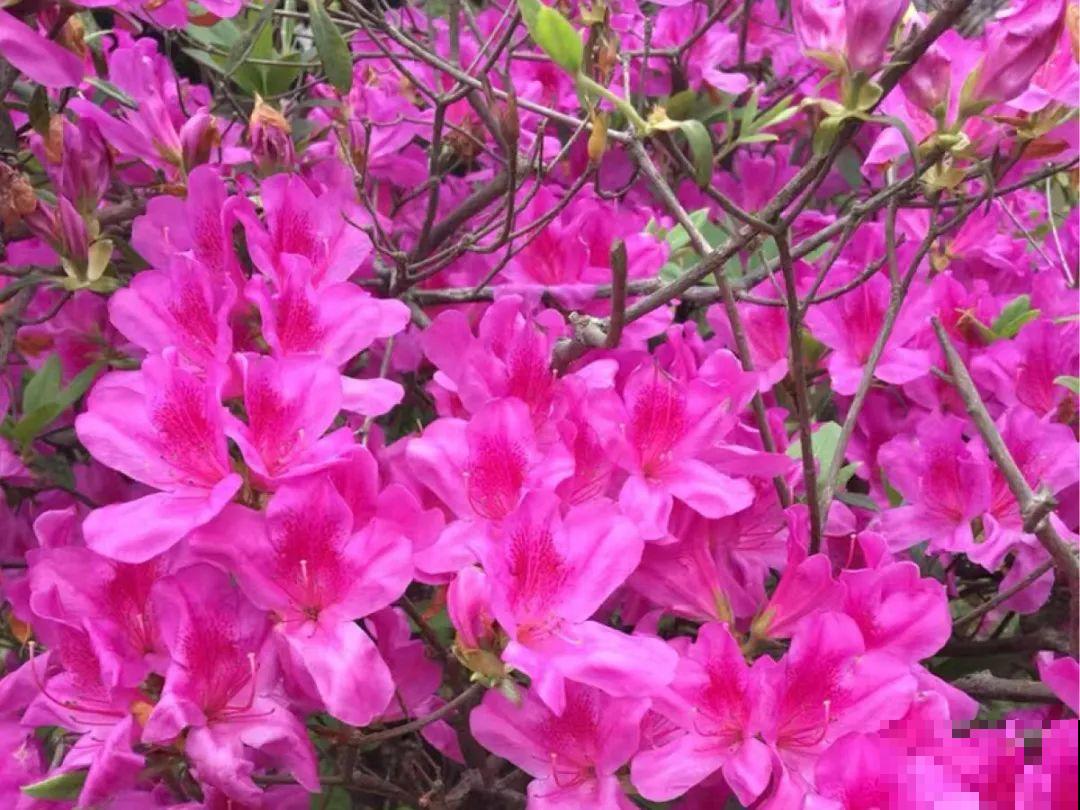 你在哪个城市，最适合养的花就是它！