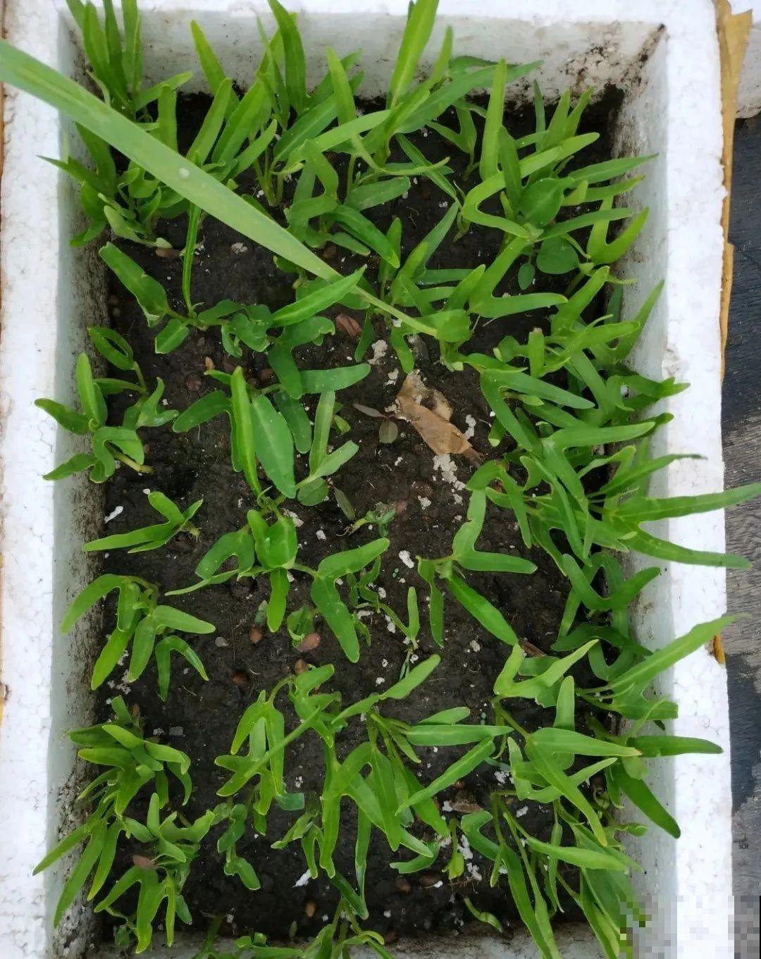 路过垃圾桶，捡走两个泡沫箱，回家扦插出了一大片花