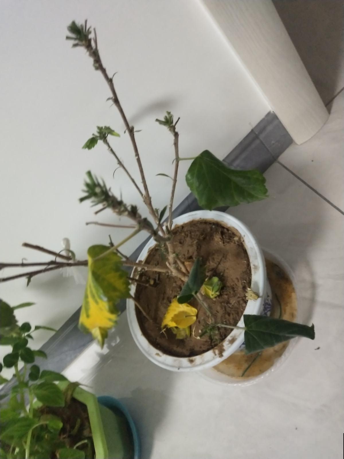 绿植过冬有讲究,太暖和,绿植也能得“暖气病”! 绿植过冬有讲究,太暖和,绿植也能得“暖气病”!