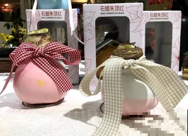 朱顶红放家里总是养不好，丢路边反而疯长一大片，扎心！