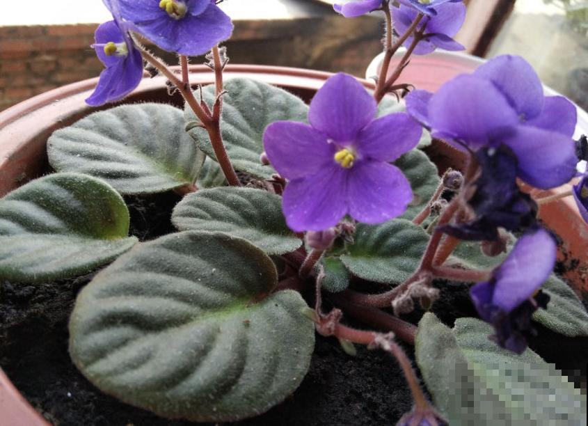 紫罗兰用处多，卧室放一盆，清新健康！