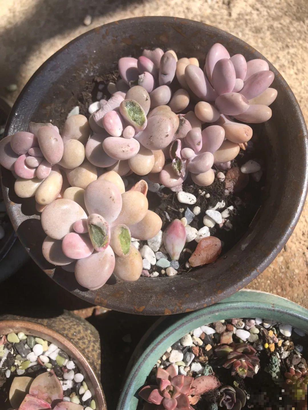 叶子被狗啃光了,还能不能活?糟心! 叶子被狗啃光了,还能不能活?糟心!