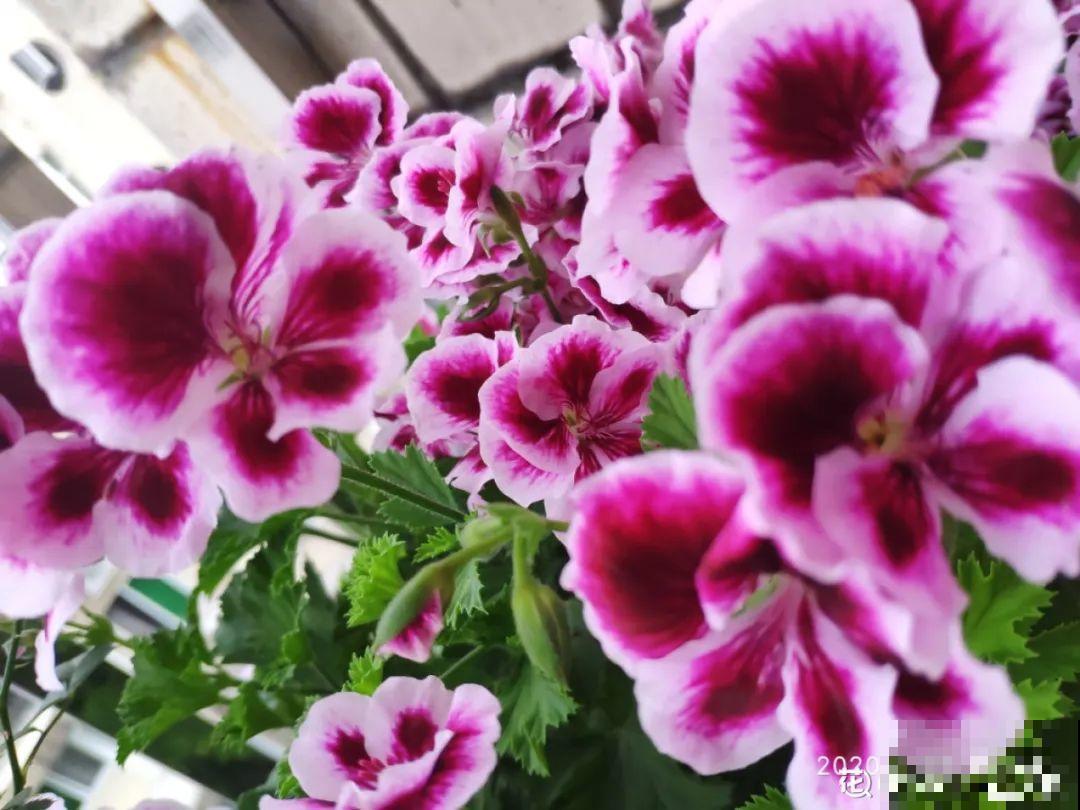 秋天开始降温了,9种花放外面冻一冻,开出饱满大花球 秋天开始降温了,9种花放外面冻一冻,开出饱满大花球