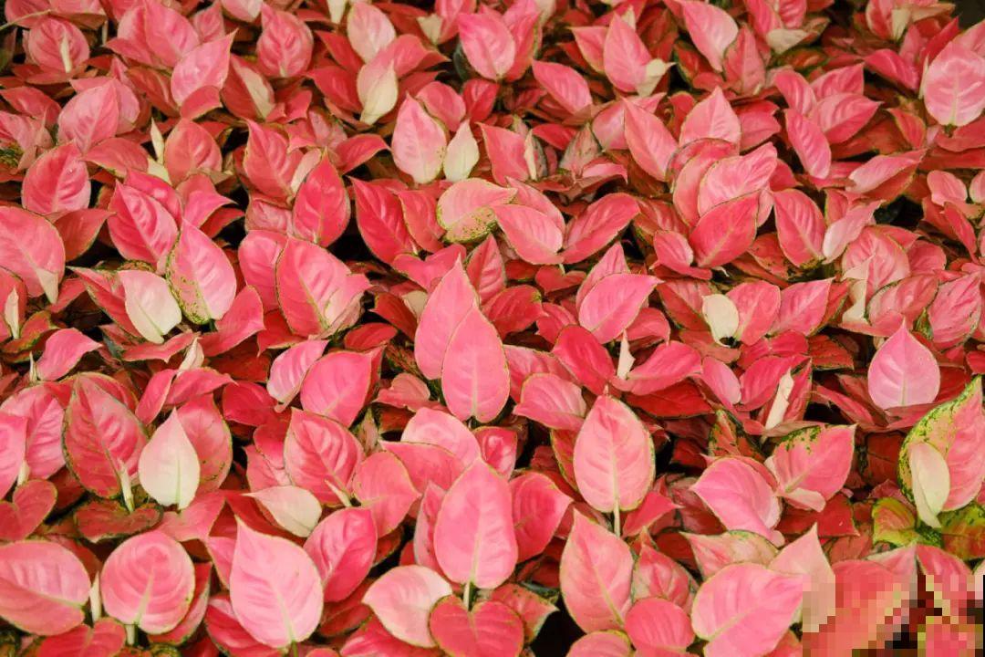 逛花市必买的花，十月入手刚刚好，不买亏大了！