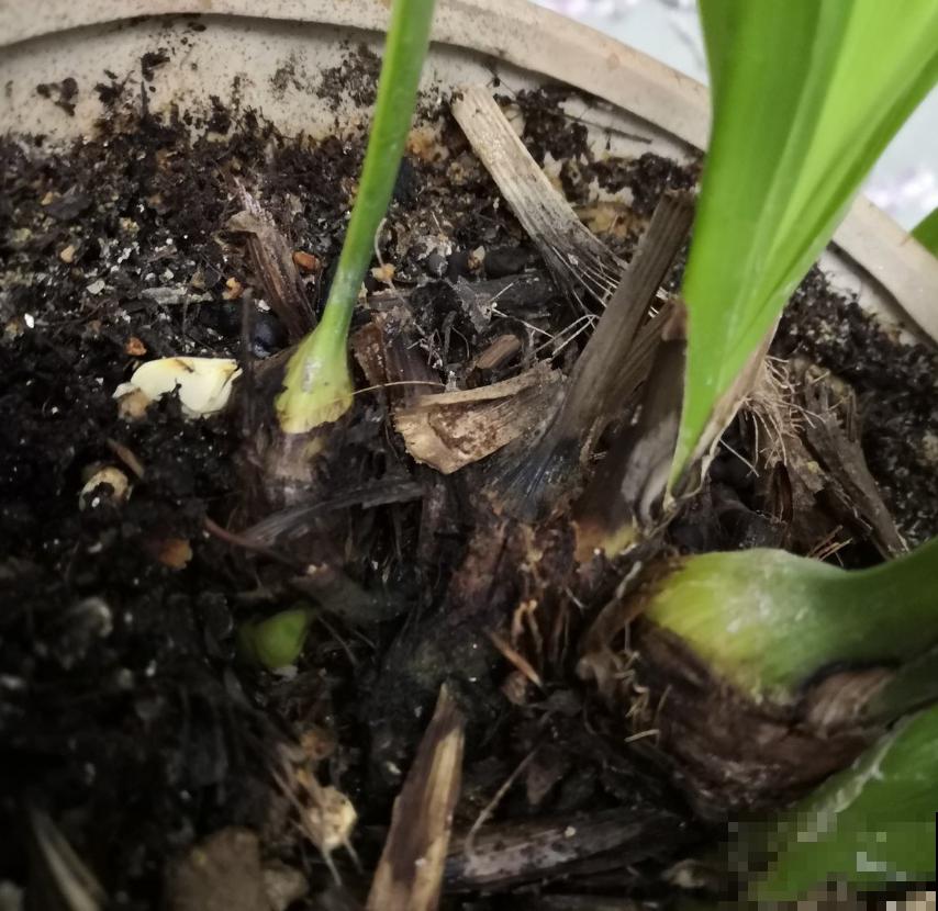 花卉总烂根？问题不一定在浇水上，这3个细节要注意！