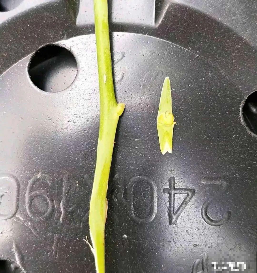 2种花组合起来养护，开花更多，满盆都是花